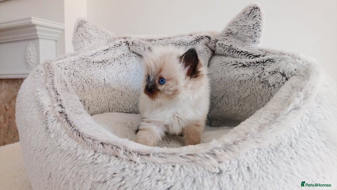 Ragdoll cats for sale: INDOOR FULL PEDIGREE RAGDOLL KITTENS - Image 7