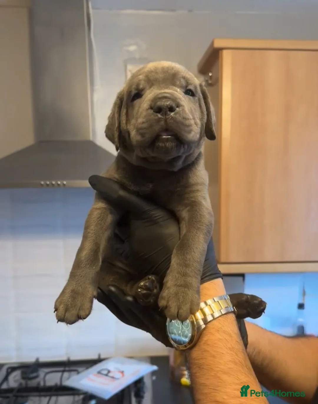 Cane Corso dogs for sale: Pure Blue Cane Corso puppies for sale - Advert 39