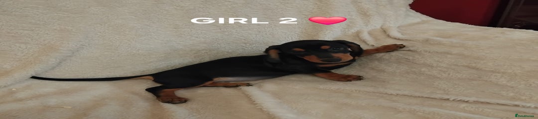 Dachshund Puppy 4