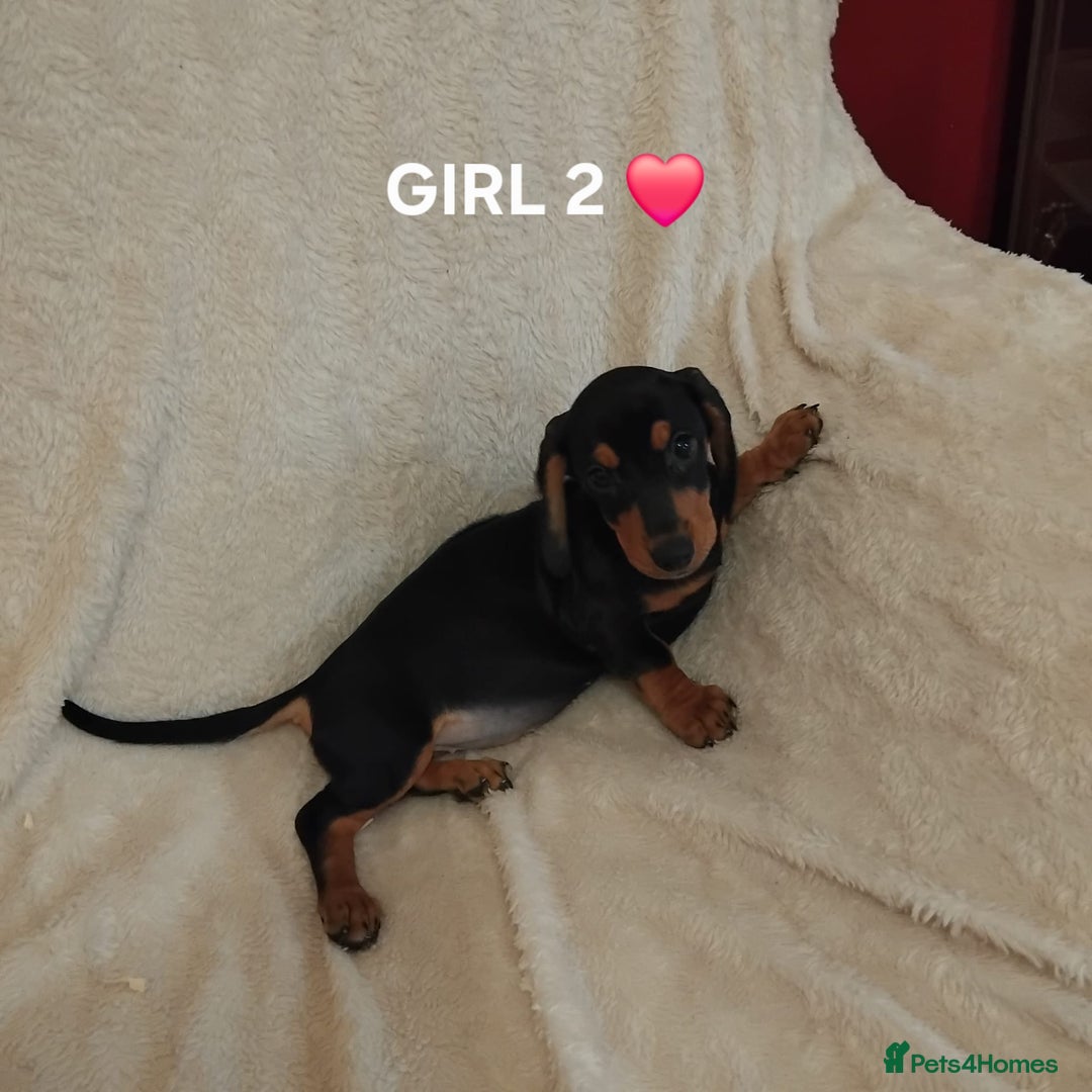 Dachshund dogs for sale: dachshund puppies for sale  - Image 9