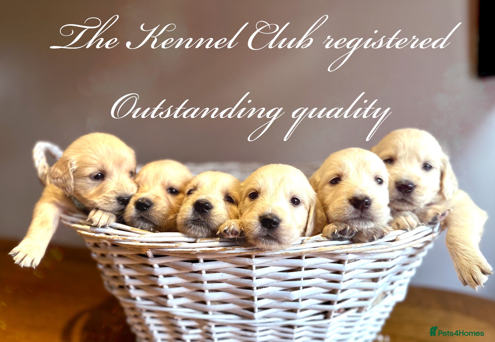 Golden Retriever dogs for sale: 35*GEN FCI KC Reg DAD TITLED CHAMPION HEALTH CER - Advert 1