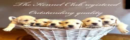Golden Retriever dogs for sale: 35*GEN FCI KC Reg DAD TITLED CHAMPION HEALTH CER - Advert 1
