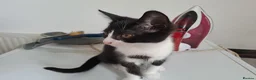 Mixed Breed cats for sale: 3 kittens ready to go  - Advert 4