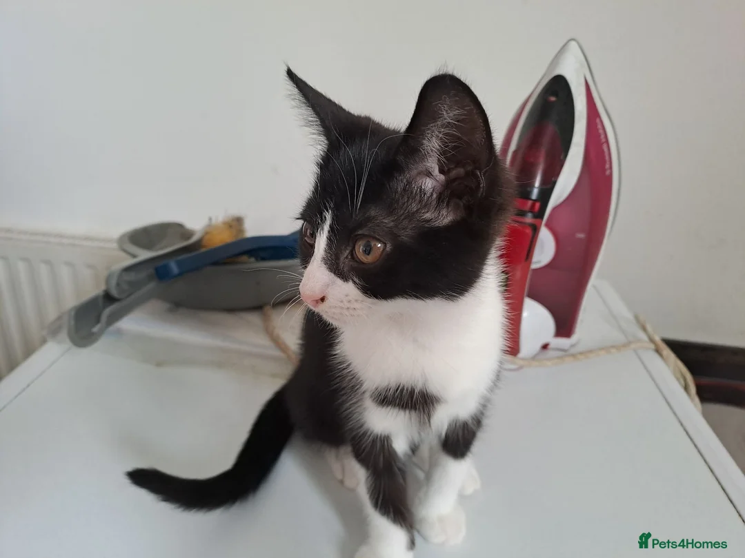 Mixed Breed cats for sale: 3 kittens ready to go  - Advert 4