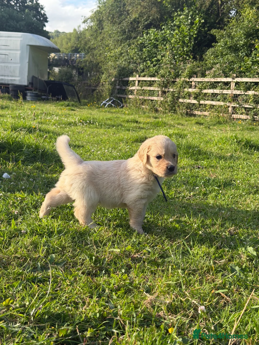 Golden Retriever dogs for sale: Mack/ Bryn Bach Golden X Evie/ Angel Annwyl - Advert 2