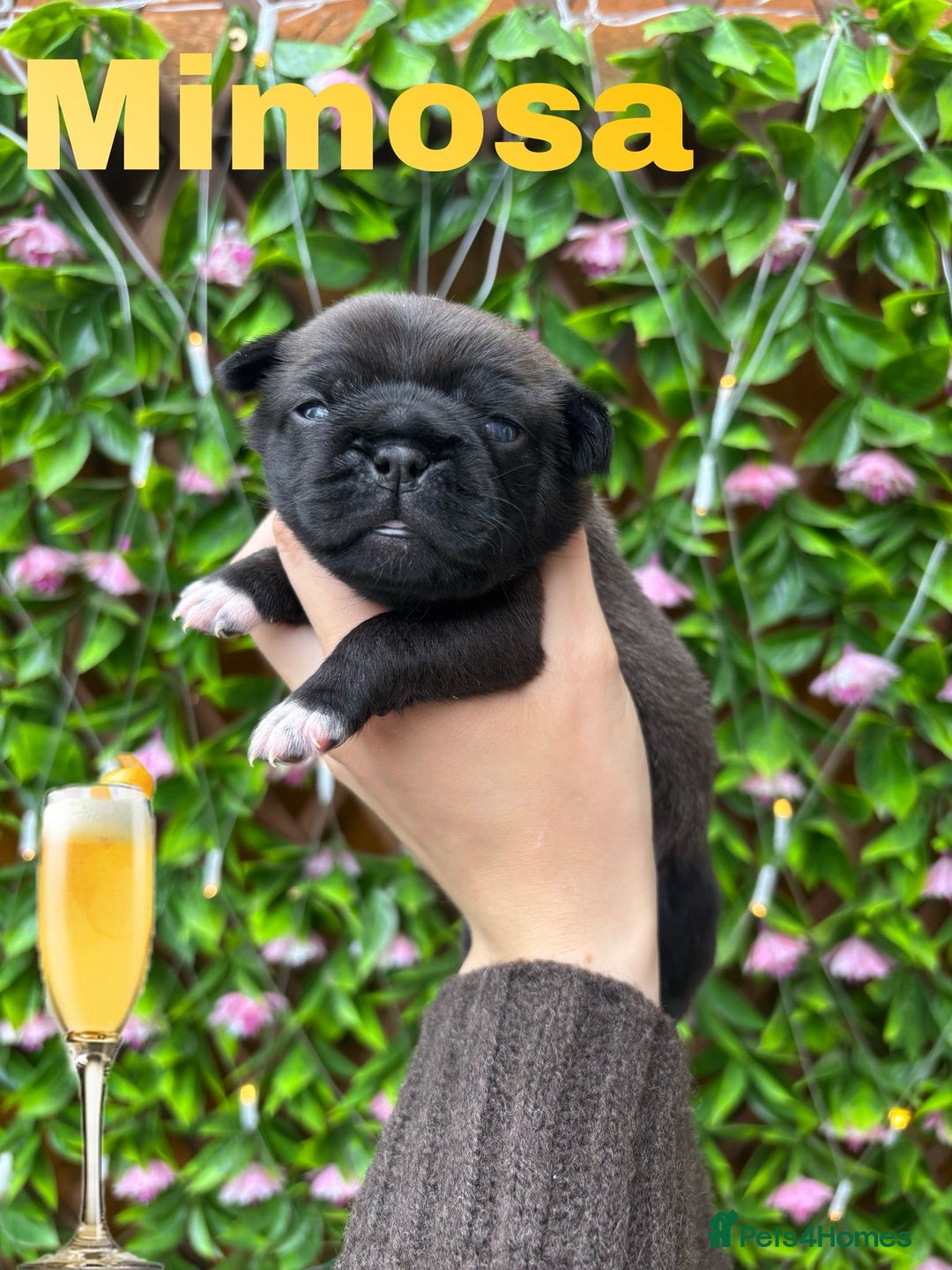 Pug dogs for sale: Kc registered pugs  - Image 4