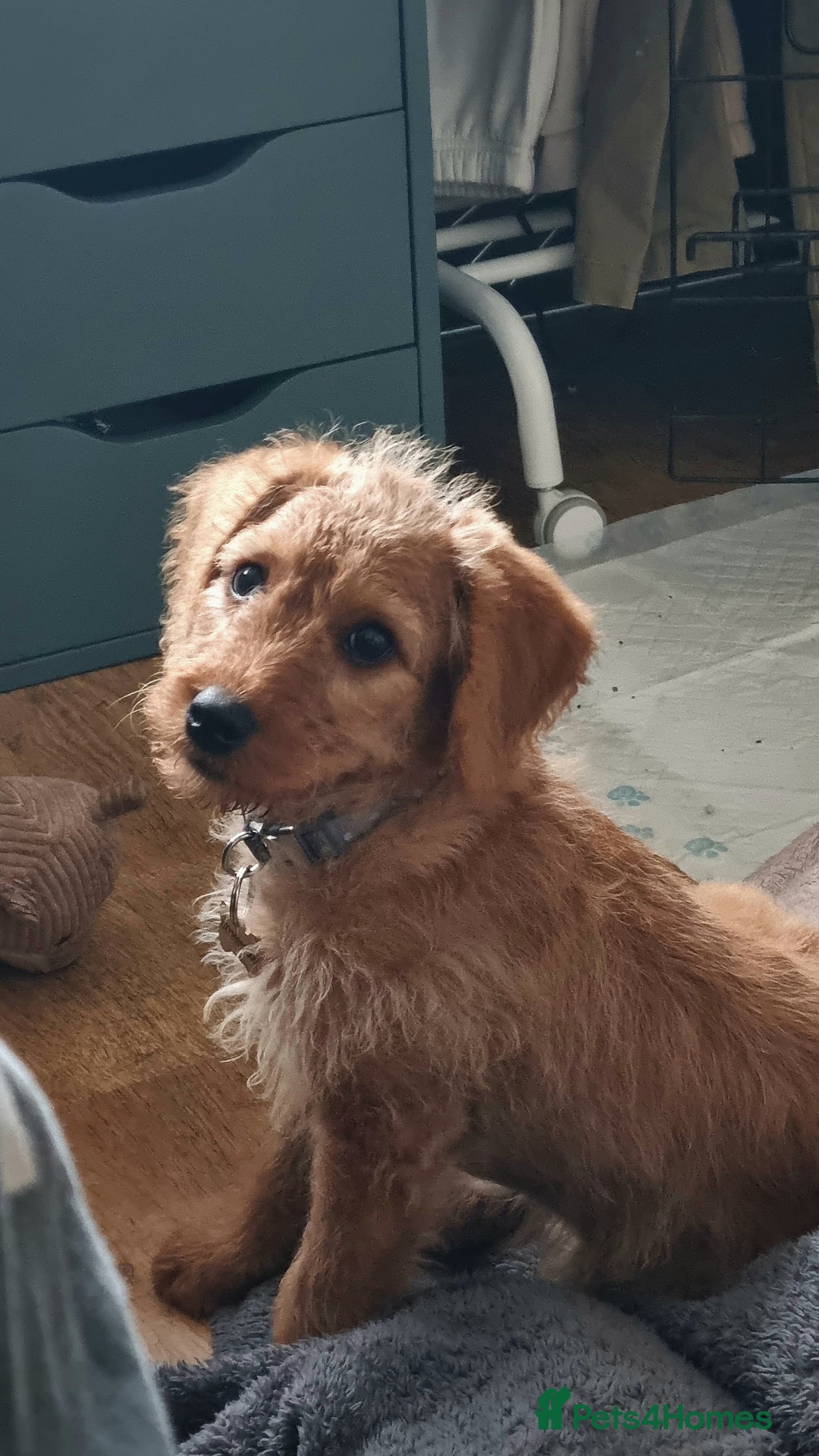 Labradoodle dogs for sale: Trained Labradoodle puppy needs a forever home. - Image 6