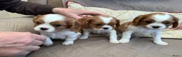 Cavalier King Charles Spaniel dogs for sale: Blenheim Cavelier King Charles Spaniel in Attleborough - Advert 4