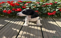 Cocker Spaniel dogs for sale: Cocker spaniel puppies - Image 19