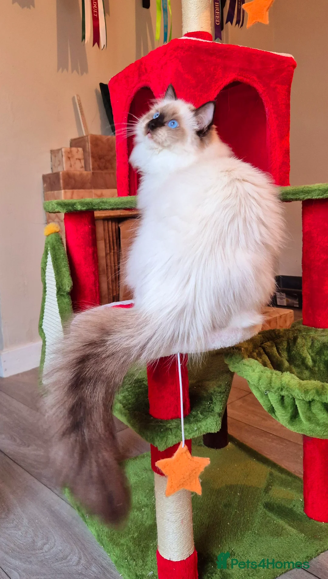 Ragdoll cats for sale: Ragdoll male kitten gccf active - Advert 3