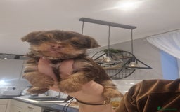 Yorkshire Terrier dogs for sale: Beautifull pedigree yorkshire terriers🐾🦮🐶 - Image 7