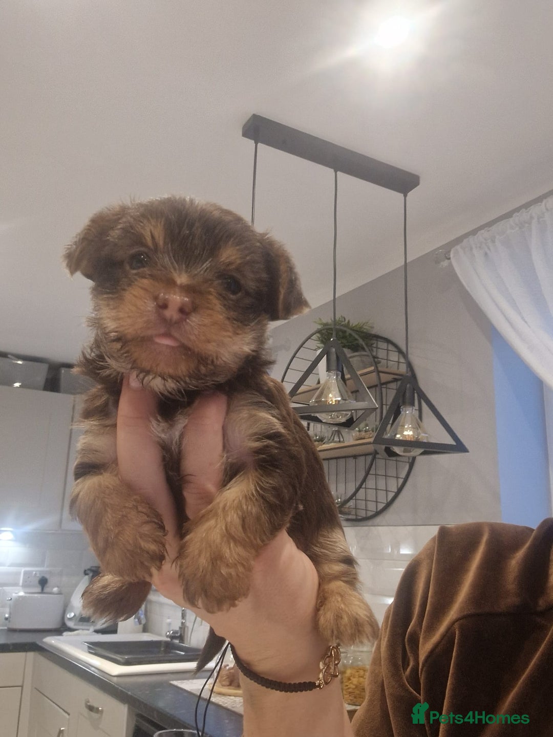 Yorkshire Terrier dogs for sale: Beautifull pedigree yorkshire terriers🐾🦮🐶 - Image 7