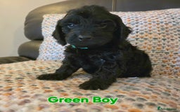 Cockapoo dogs for sale: Gorgeous Cockerpoo Puppies  - Image 17