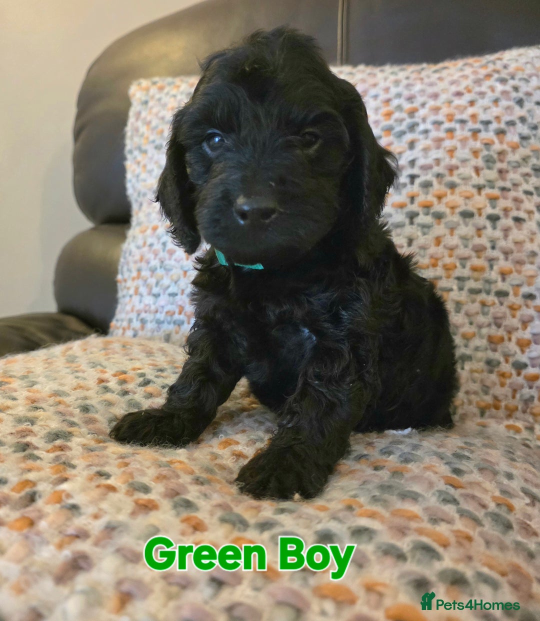 Cockapoo dogs for sale: Gorgeous Cockerpoo Puppies  - Image 17