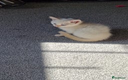 Mixed Breed cats for sale: Only one beautiful kitten remaining! - Image 2