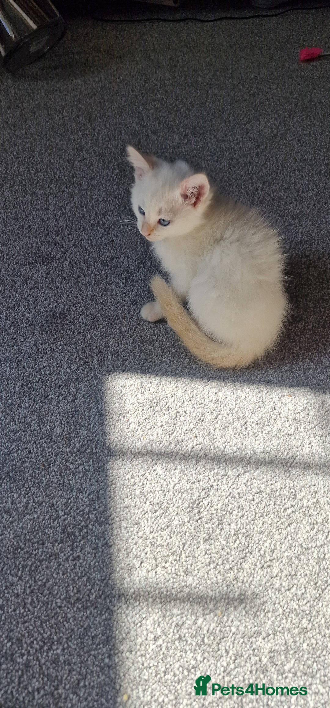 Mixed Breed cats for sale: Only one beautiful kitten remaining! - Image 2