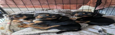 Jackshund 3