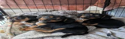 Jackshund dogs for sale: Jackshund puppies ready to go in Harlow - Advert 5