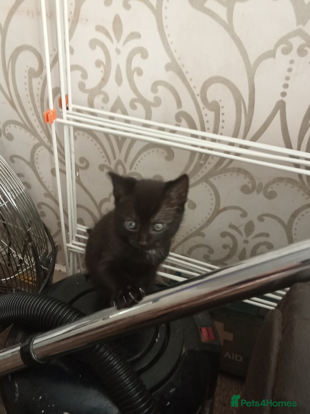 Mixed Breed cats for sale: 5 kittens ready to leave today  - Advert 4