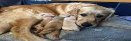 Golden Retriever dogs for sale: Beautiful golden retriever pups 🐾 in London - Advert 9