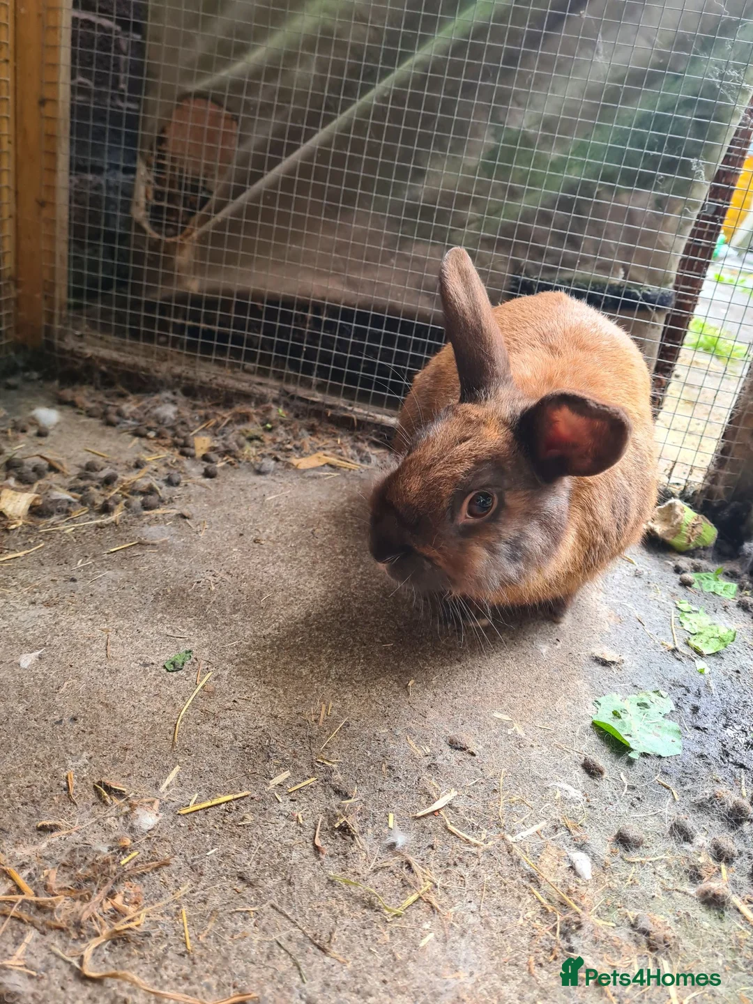 Mixed Breed rabbits for sale: Male mini lop x lionhead - Advert 2
