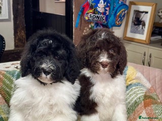 Bernedoodle dogs Mini bernedoodle puppies for sale - Advert 9