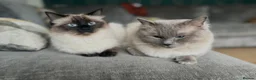 Ragdoll cats for sale: Ragdoll kitten for sale  - Advert 5
