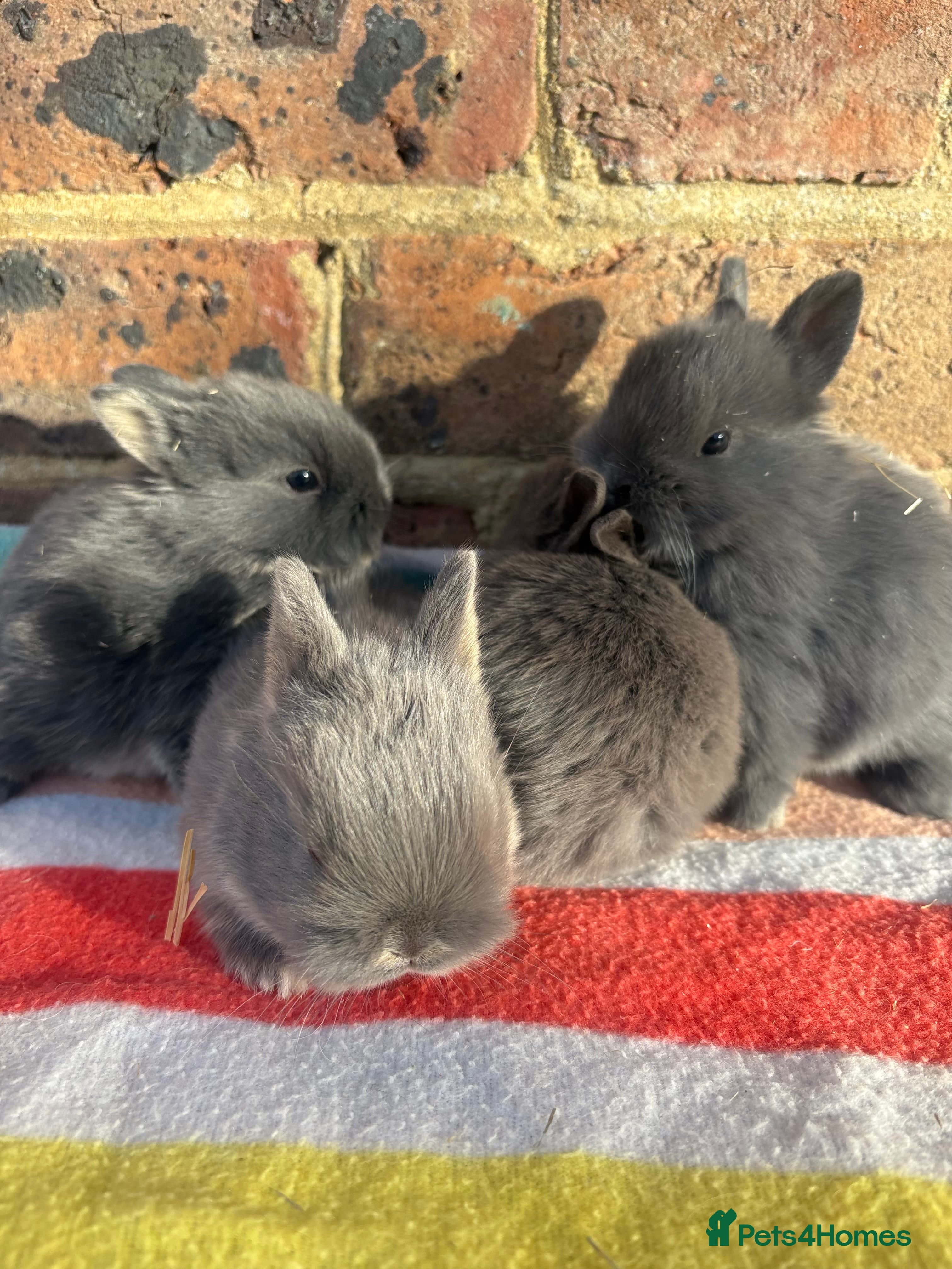 Netherland Dwarf rabbits Sweet Blue Netherland Dwarf bunnies  - Advert 1