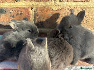 Netherland Dwarf rabbits Sweet Blue Netherland Dwarf bunnies - Advert 1
