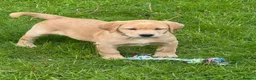 Labrador Retriever dogs for sale: Stunning chunky Labrador puppies - Advert 3