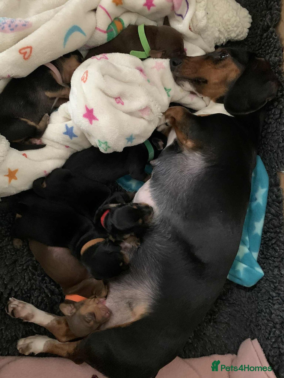 Miniature Dachshund dogs for sale: Miniature Dachshund's   - Advert 8