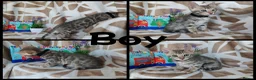 Bengal cats for sale: Stunning Bengal Kittens - Advert 5