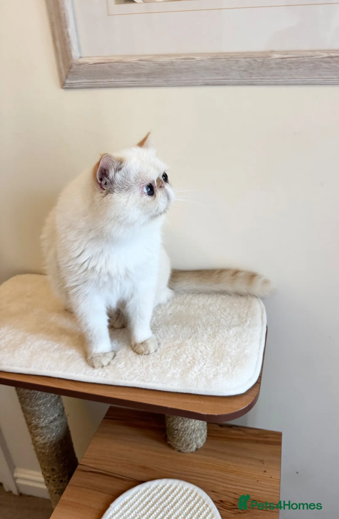 Exotic cats for sale: Stunning Blue Eyed Exitic Young Male - Advert 5