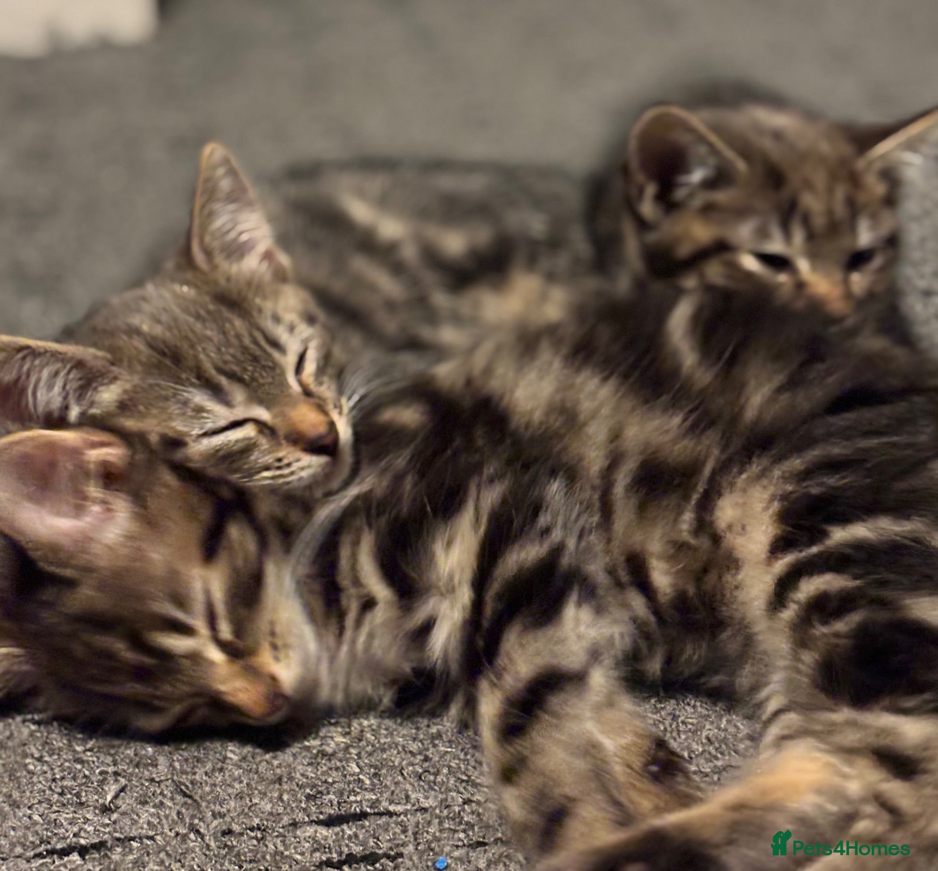 Mixed Breed cats 3 Beautiful Kittens For Sale  - Advert 5