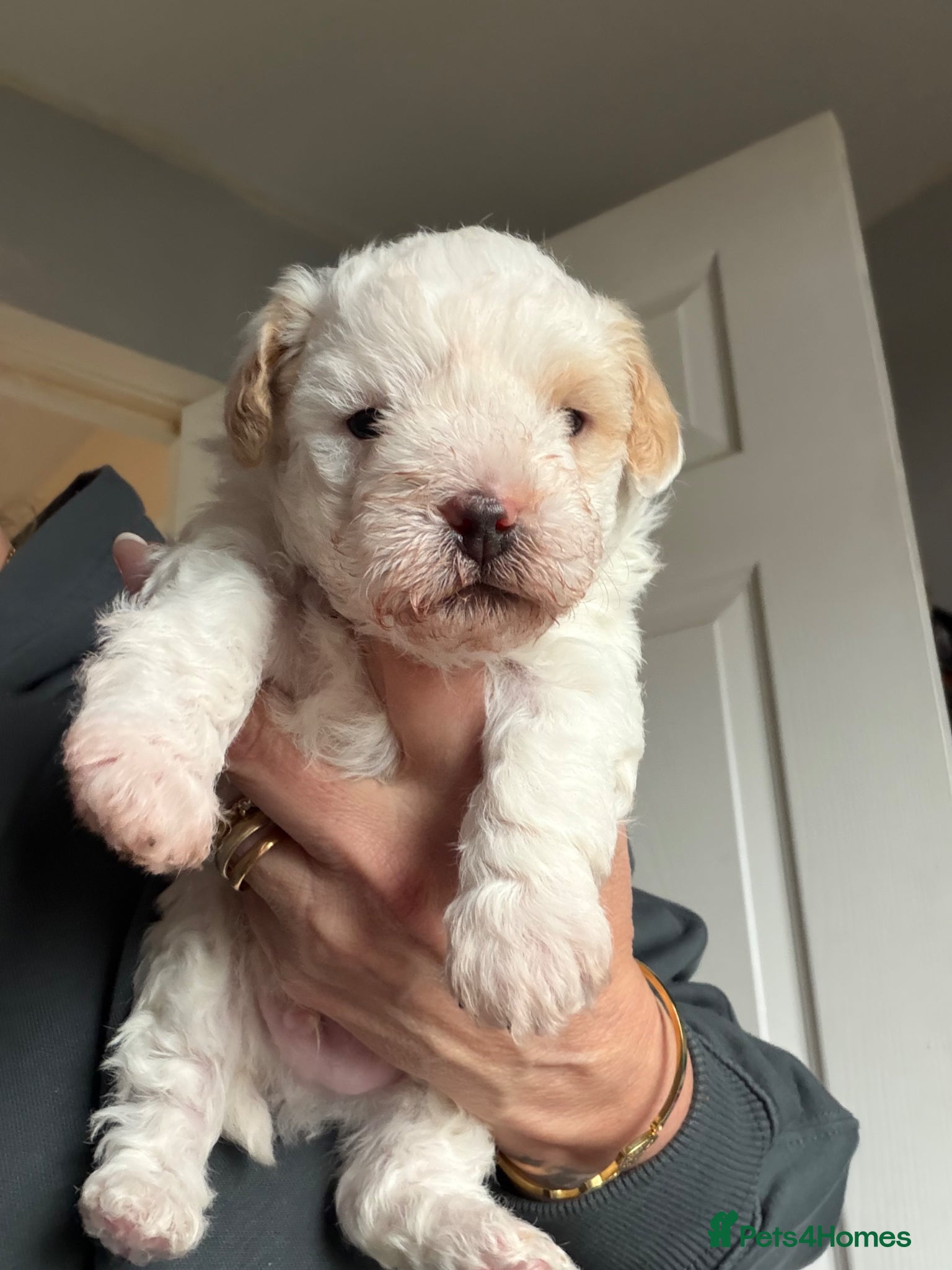 Yorkiepoo dogs One little boy Yorkie poo puppy left  - Advert 2