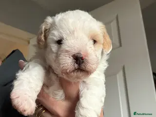 Yorkiepoo dogs One little boy Yorkie poo puppy left - Advert 2