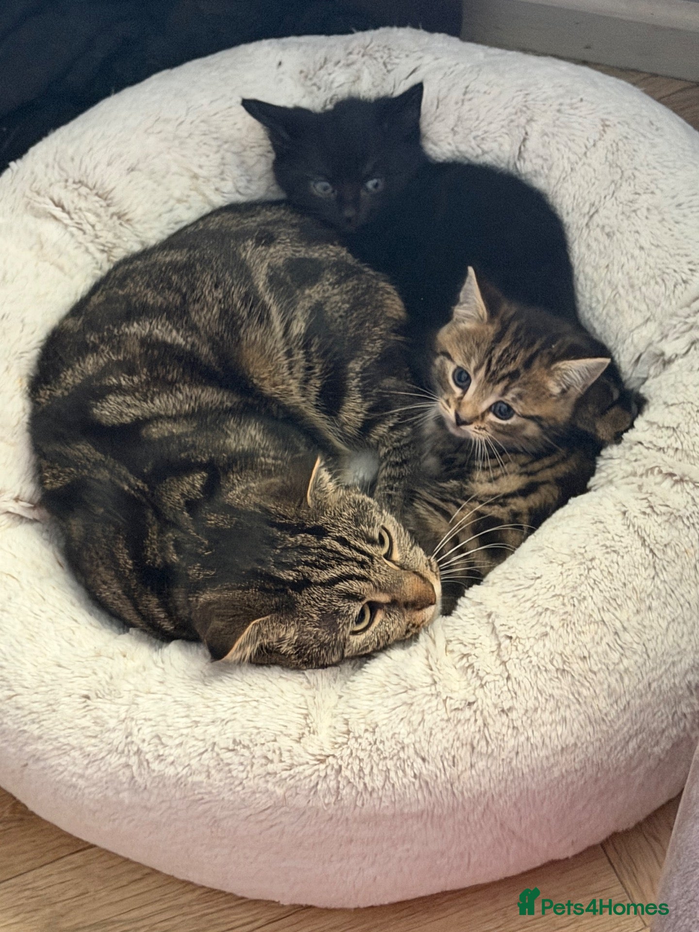 Mixed Breed cats 4 beautiful friendly trained kitten looking for🏠  - Advert 1