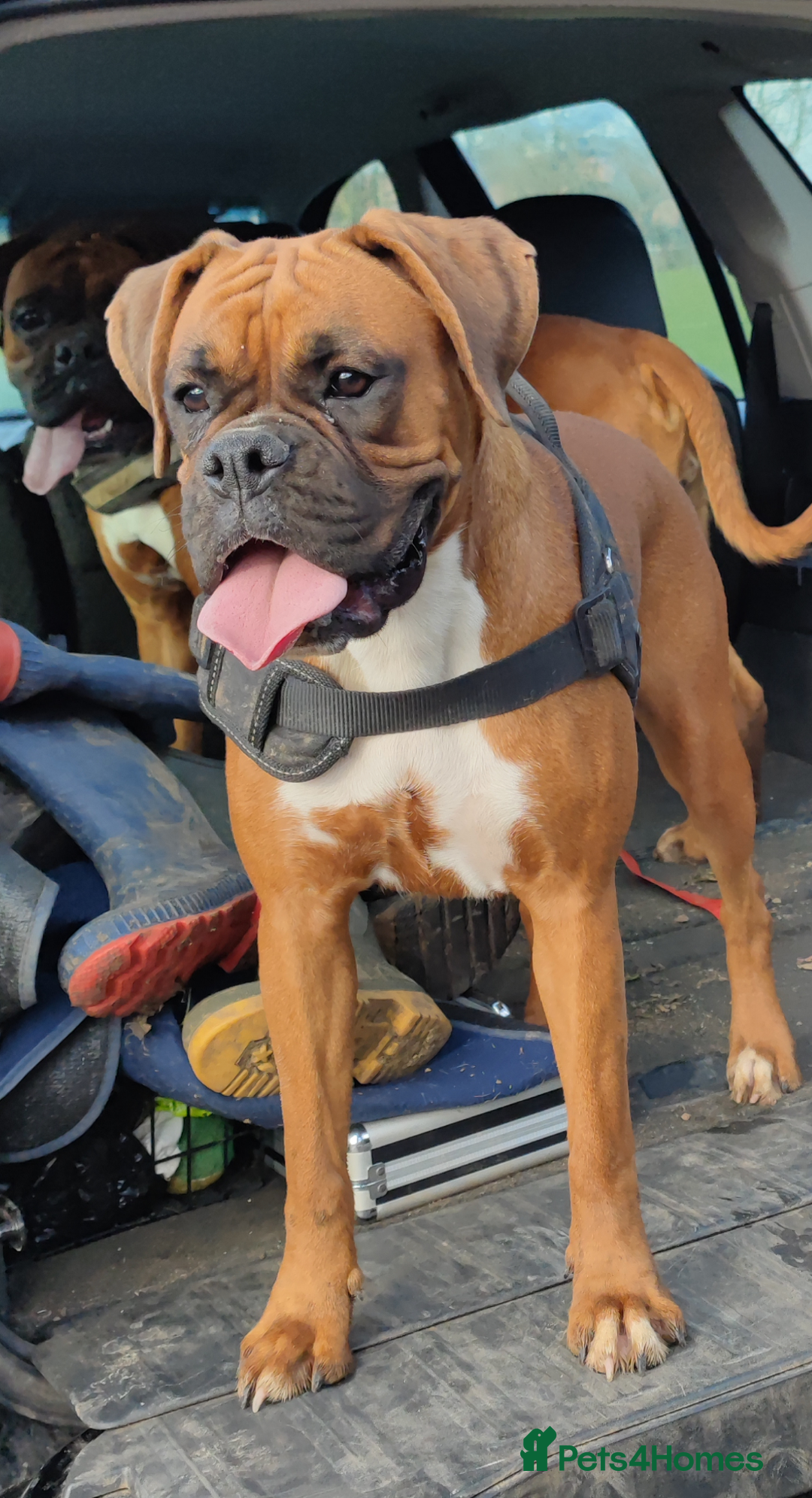 Boxer dogs for sale: Beautiful black mask bobtail/tailed boxer puppies  - Advert 4