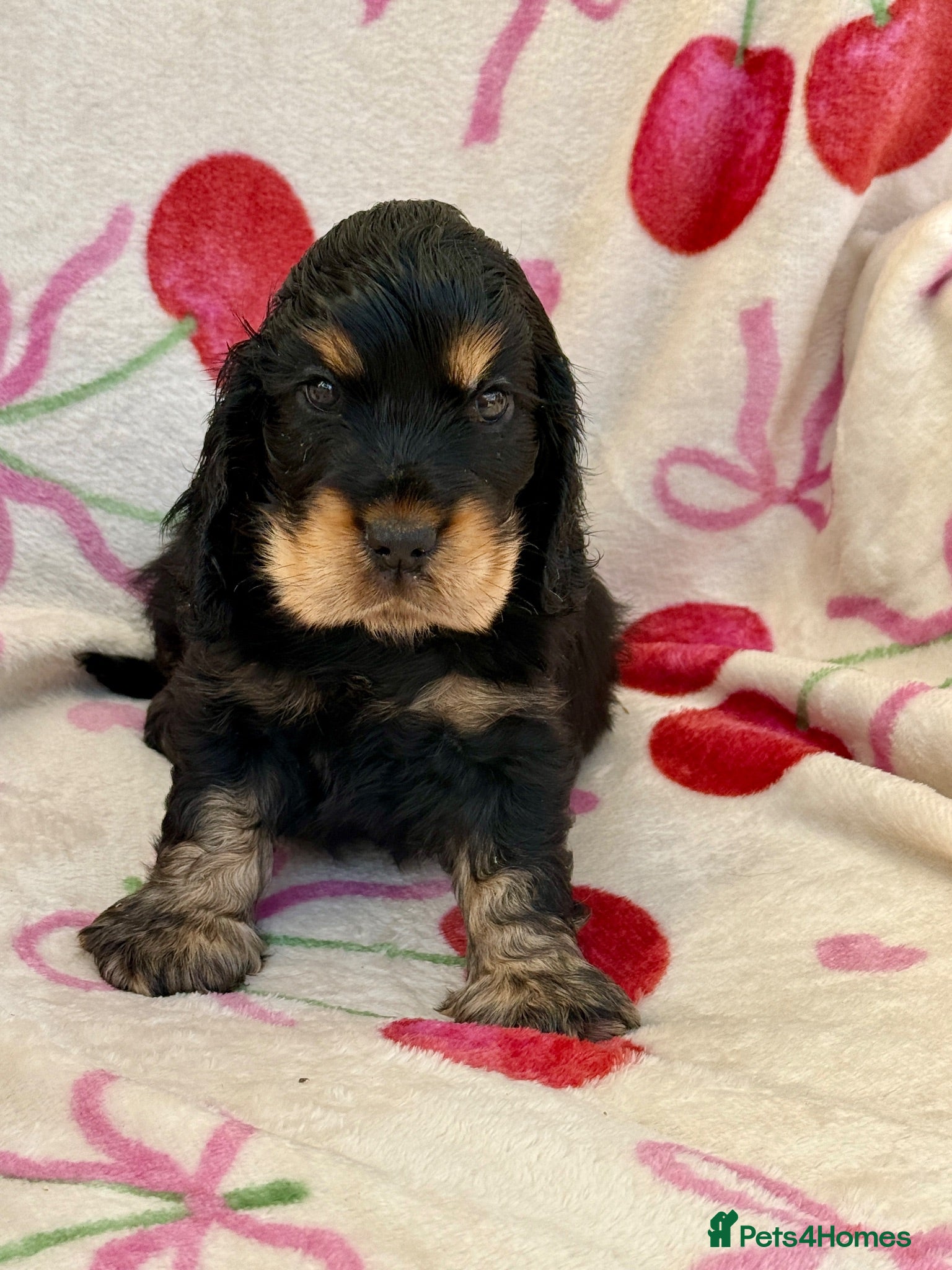 Cocker Spaniel dogs Two very gorgeous Black & Tan Male Puppies - Advert 1