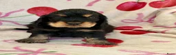 Cocker Spaniel dogs for sale: Two very gorgeous Black & Tan Male Puppies - Advert 1
