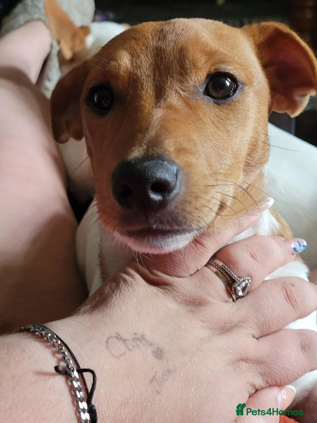 Jack Russell dogs for sale: Rehoming jack russell 6 months old female  in Doncaster - Advert 4
