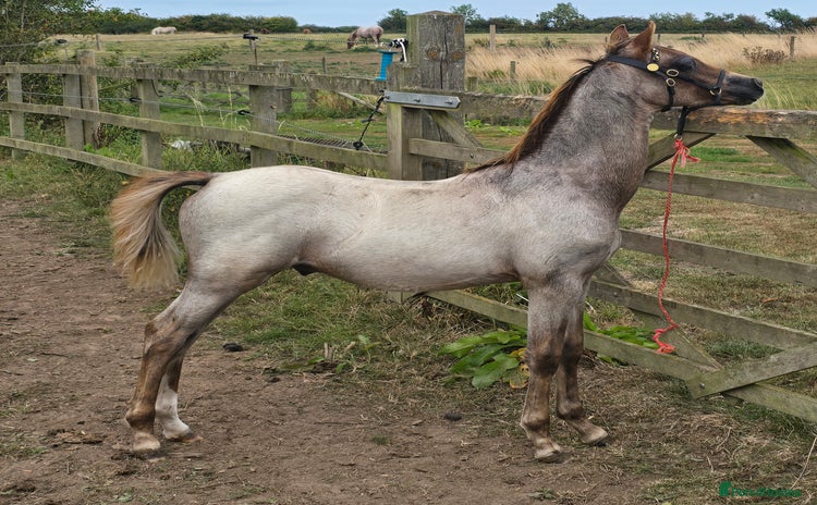 Welsh Section B horses - Advert 1