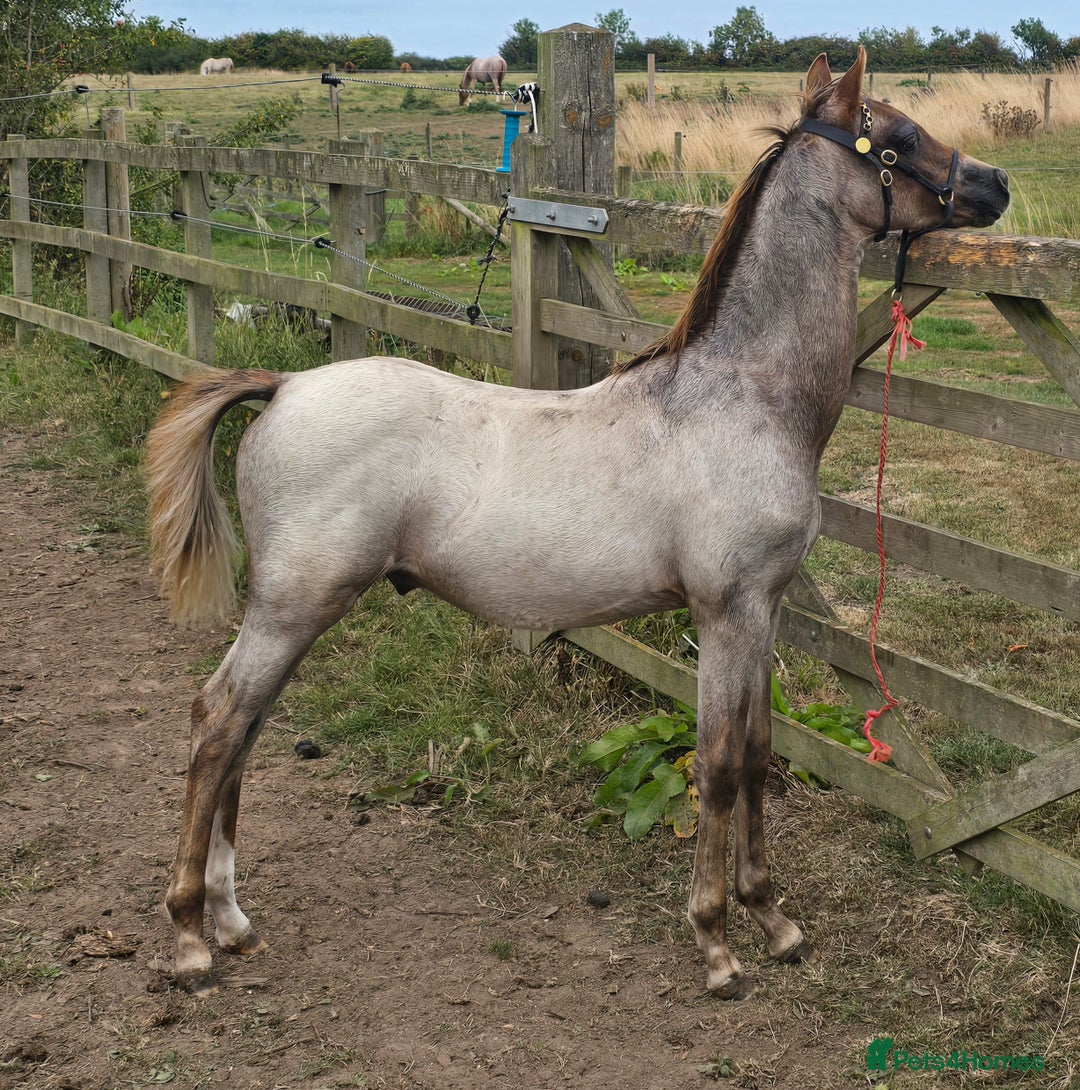 Welsh Section B horses for sale: Ready to leave! Welsh sec b roan colt foal  - Image 2