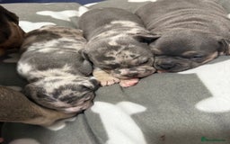 Mixed Breed dogs for sale: French bulldog cross pocket bully puppies  - Image 13