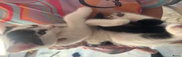 British Shorthair cats for sale: Beautiful black and white kittens with mum  in Swanley - Advert 6