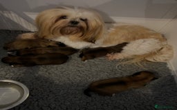 Lhasa Apso dogs for sale: Two Adorable KC Reg Puppies GPRA4 Clear - Image 8
