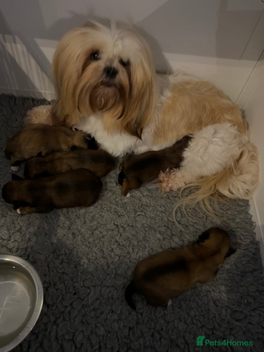 Lhasa Apso dogs for sale: Two Adorable KC Reg Puppies GPRA4 Clear - Image 8