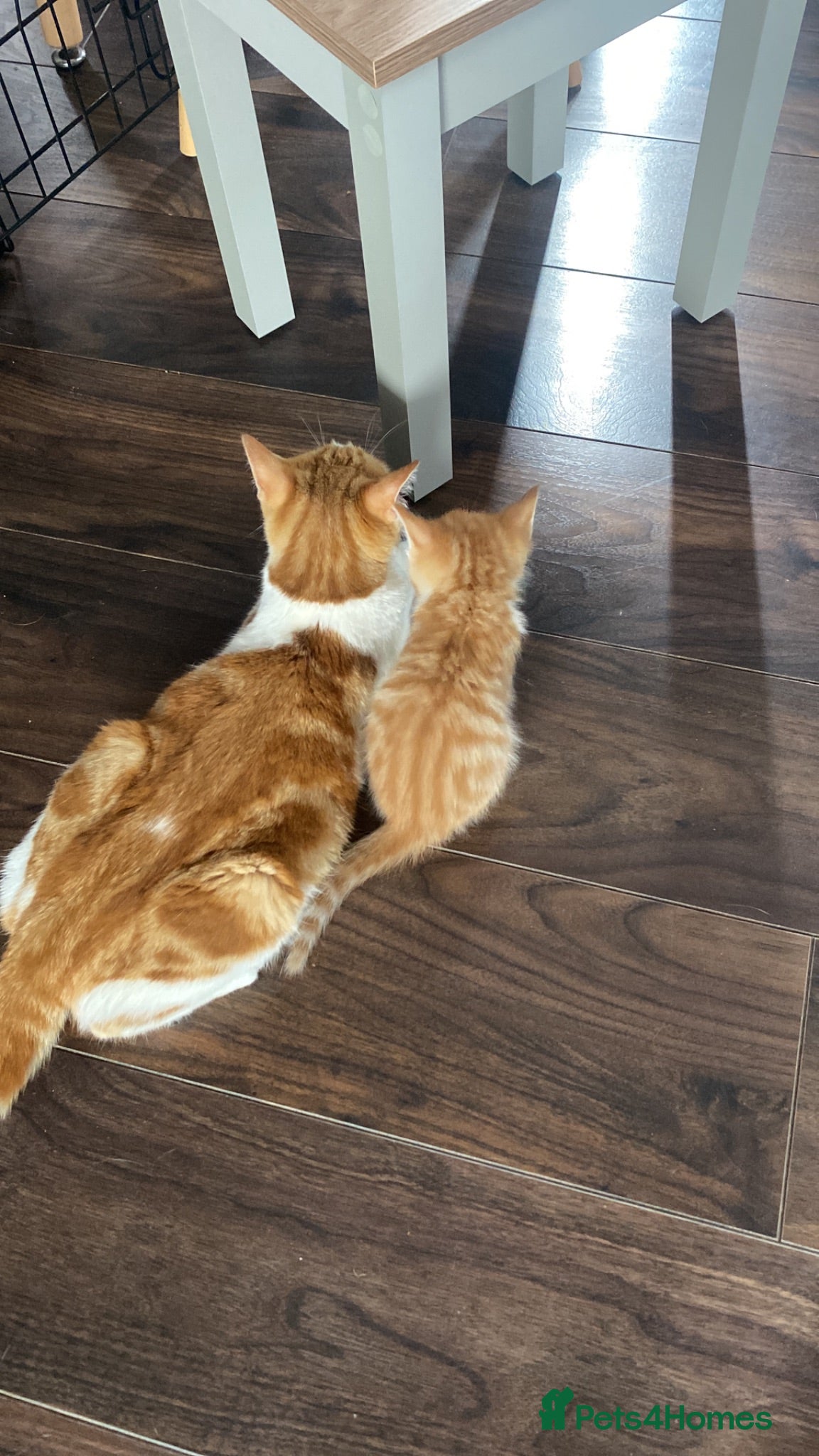 Mixed Breed cats Kittens looking for new loving homes - Advert 3