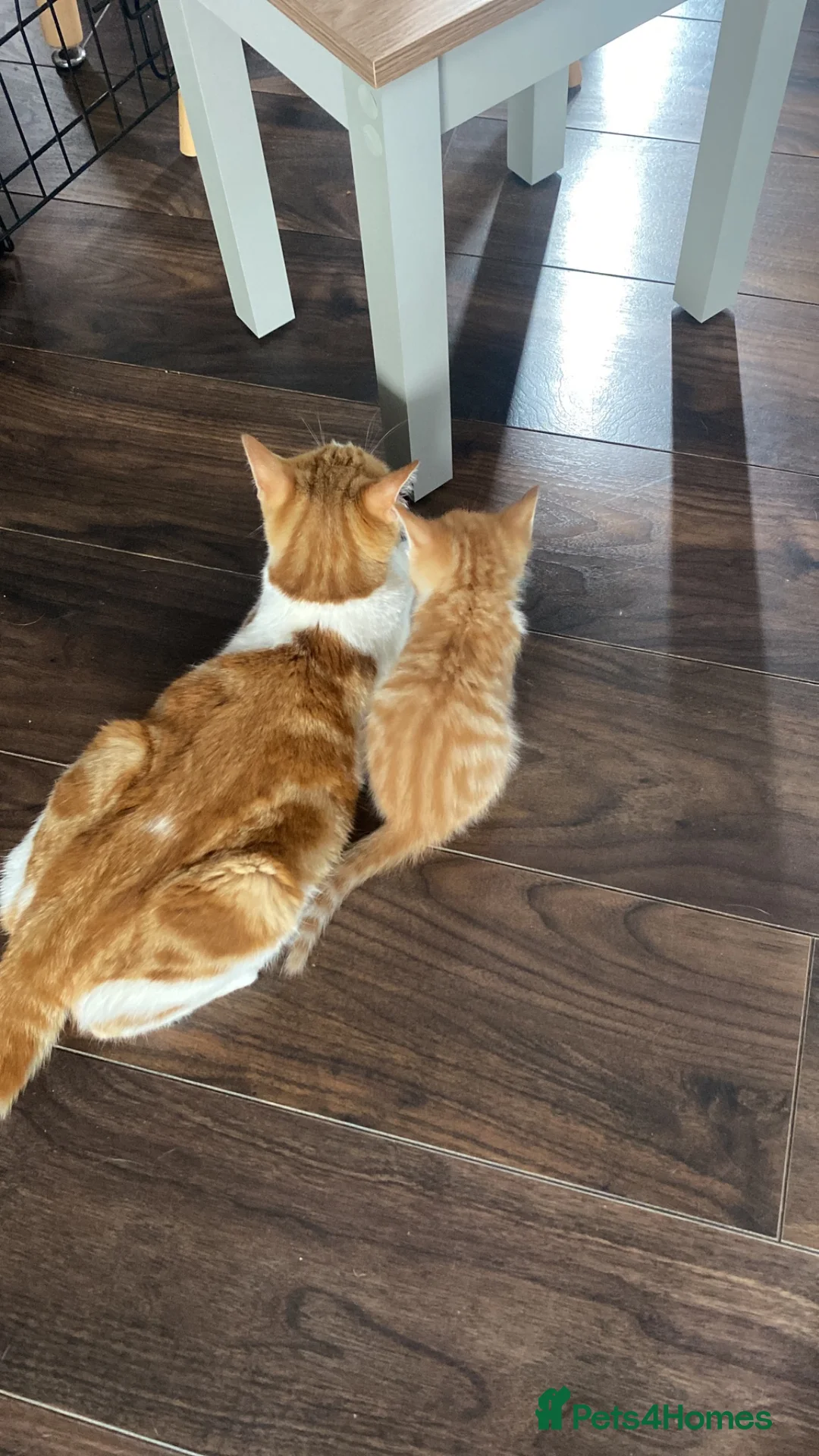 Mixed Breed cats for sale: Kittens looking for new loving homes in Harlow - Advert 1