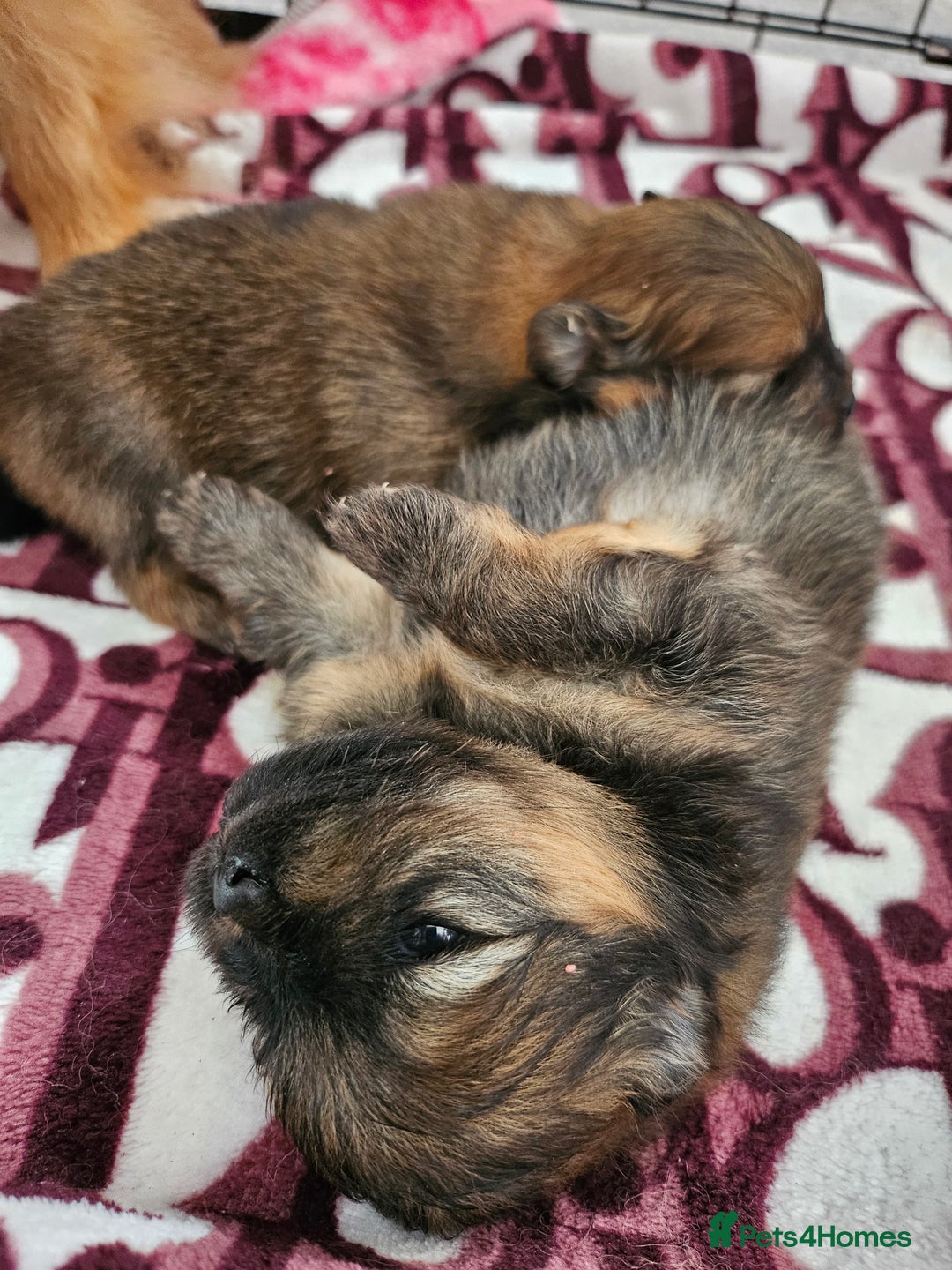 Pomeranian dogs for sale: Tiny beautiful pom girls  - Image 6